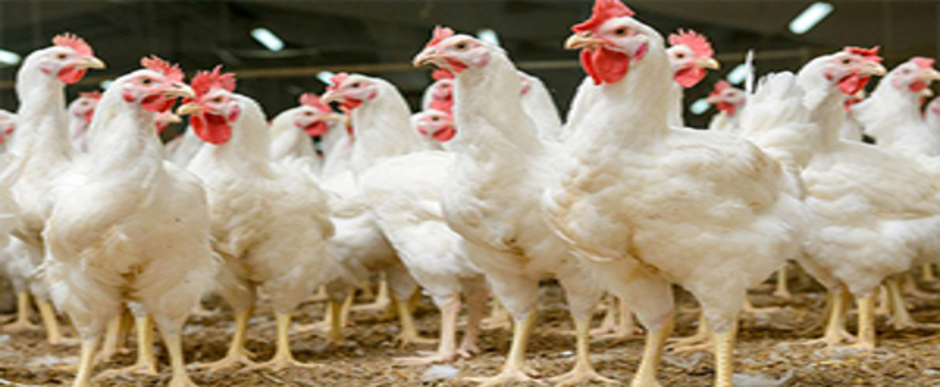 Tavuk Yumurtası Üretimi 1,6 Milyar Adet Olarak Gerçekleşti