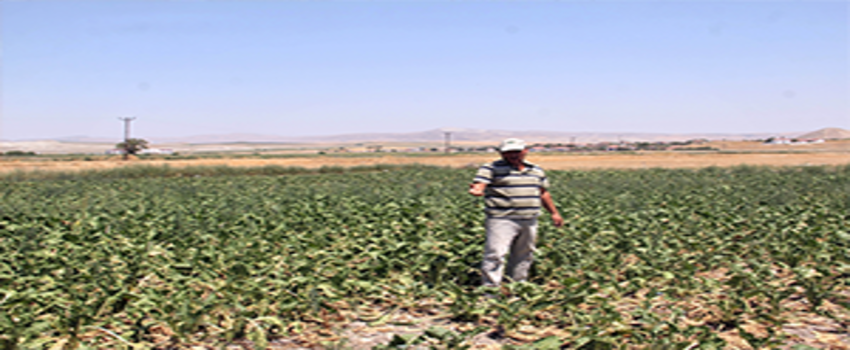 Çiftçiler TZOB ve Tarım Kredi Kooperatiflerine Tepkili