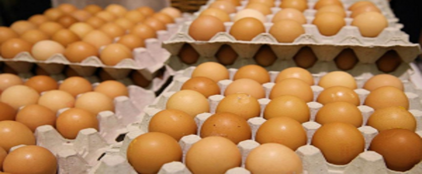 Türk Yumurtası 19 Ülkeye İhraç Edildi