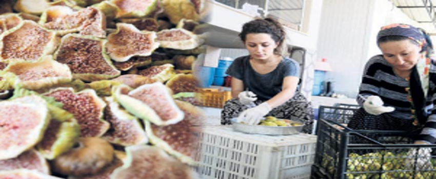 Satılmayan İncirden Bir Başarı Öyküsü
