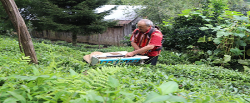 Geliştirdiği Makineyle Günde 1 Ton Çay Topluyor