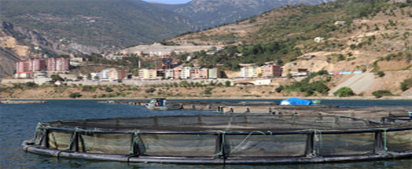 Denizi Yok Ama Japonya`ya Balık İhraç Ediyor