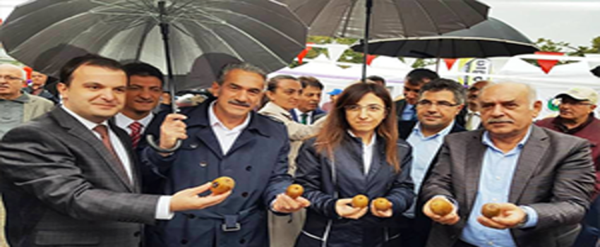 Yalova`da Kivi Festivali