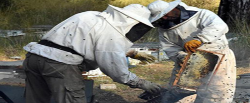 Arı Yetiştiricileri Desteklerini Almaya Başladı