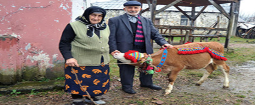 Eşine Sevgililer Gününde Buzağı Hediye Etti
