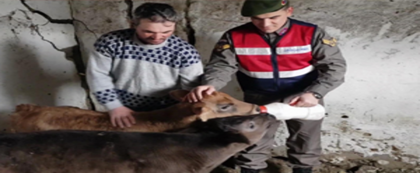 Hayvan Hırsızları Operasyonla Yakalandı