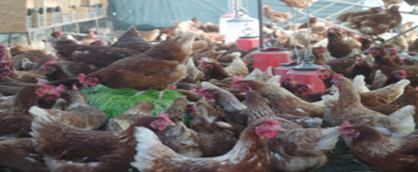 Kanatlı Sektörü Türkiye İçin Örnek Oldu