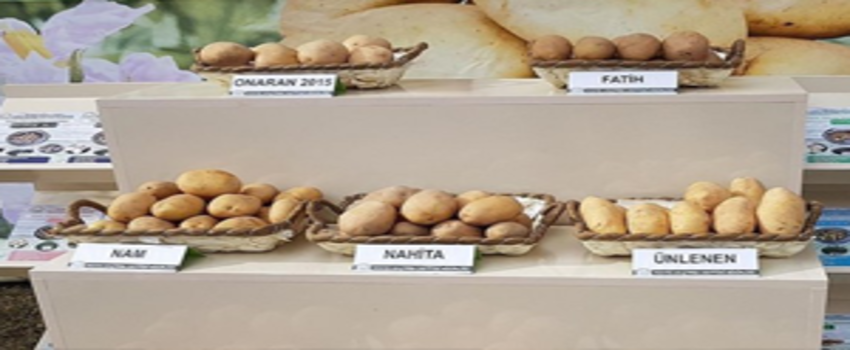 Yerli Tohum Nahita`nın Satışı Yapıldı