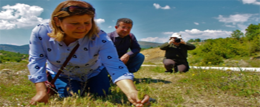 Bağ Havacivası 130 Yıl Sonra Yeniden Bulundu