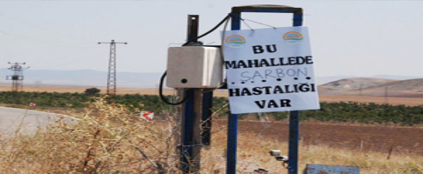Brezilya`dan İthal Edilen Hayvanlarda Şarbon Çıktı