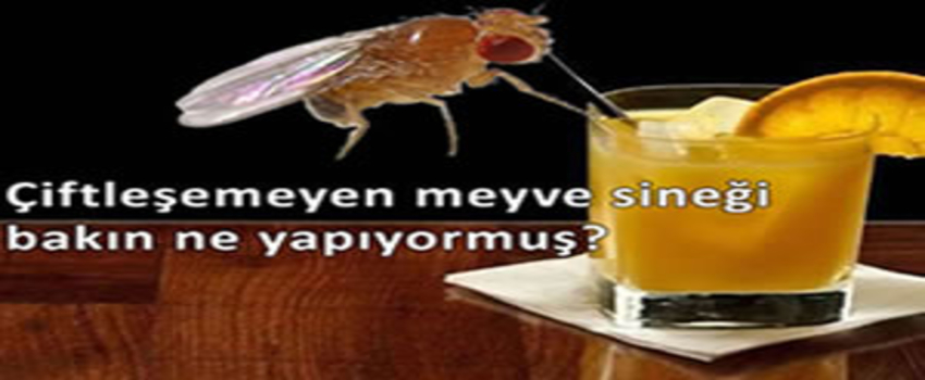 Çiftleşemeyen Meyve Sineği Bakın Ne Yapıyormuş?