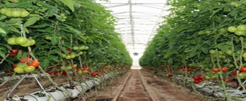 Dünyanın En Büyük Seracılık Fuarı Antalya`da Yapılacak