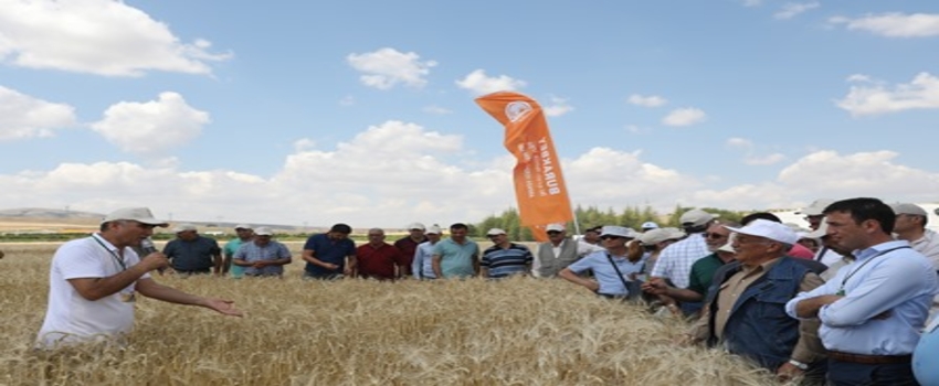 TAGEM, sertifikalı tohumları tanıttı