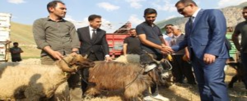 Hakkari`de 47 çiftçiye 987 küçükbaş hayvan dağıtıldı