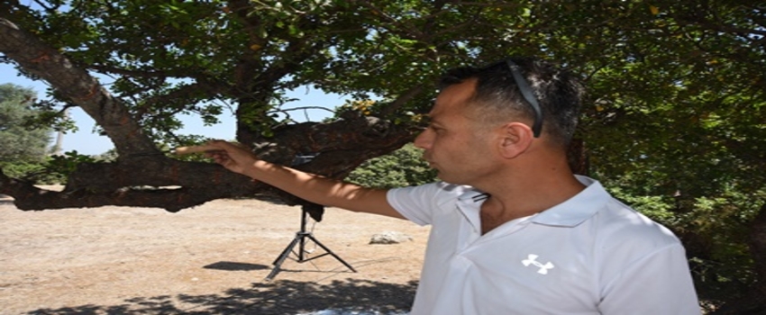 TARIMDA `SAKIZ` FIRSATI