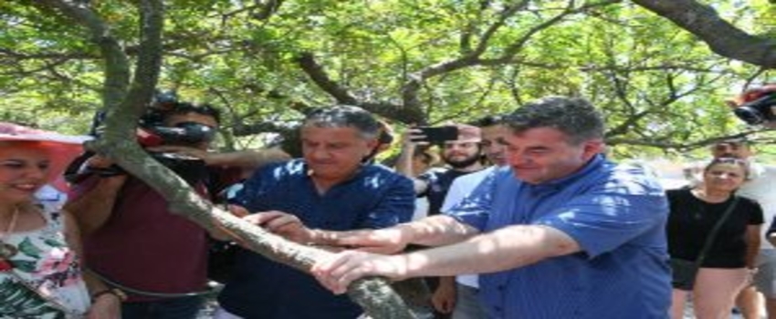 Çeşme`den `Sakız Damlıyor`