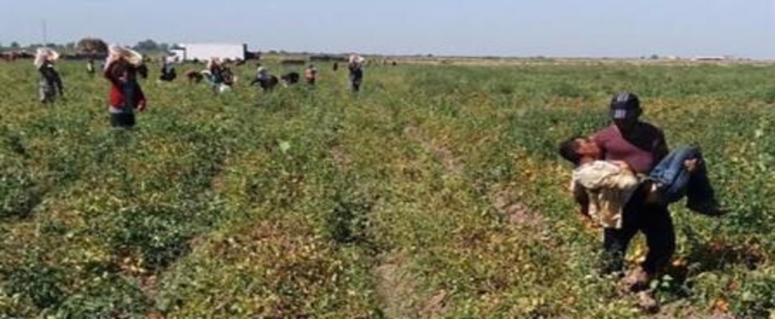 Tarım ve Orman Bakanlığı`ndan sıcaklık uyarısı geldi