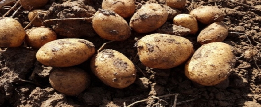 Siirt`te patates üretimi