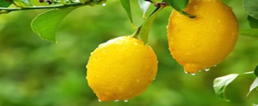 Haziranda fiyatı en fazla artan tarım ürünü limon oldu