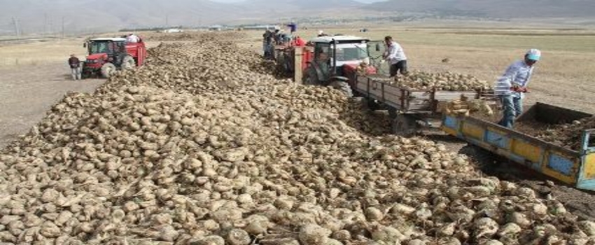 Şeker pancarı çalıştayında `kota` müjdesi