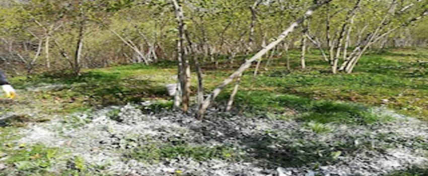 Fındıkta küllemeye `Ünye` çözümü