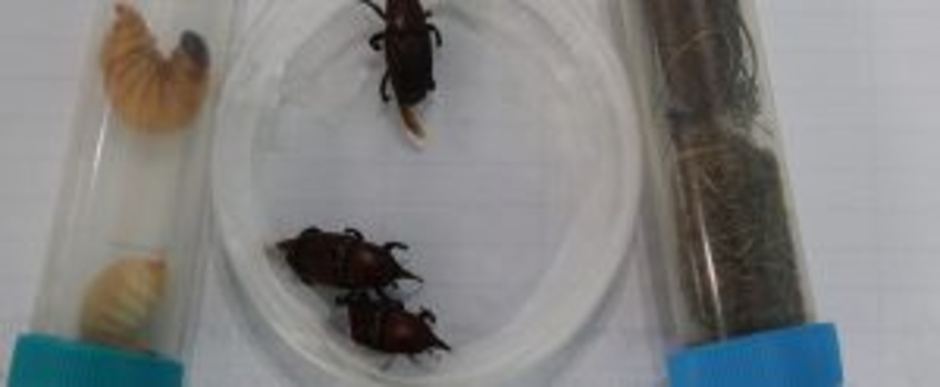 Palmiye Kırmızı Böceği ile mücadelede yeni yaklaşımlar