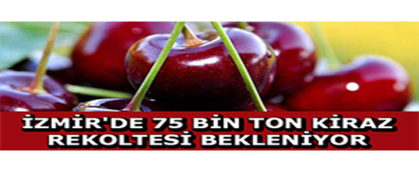 İzmir`de 75 Bin Ton Kiraz Rekoltesi Bekleniyor