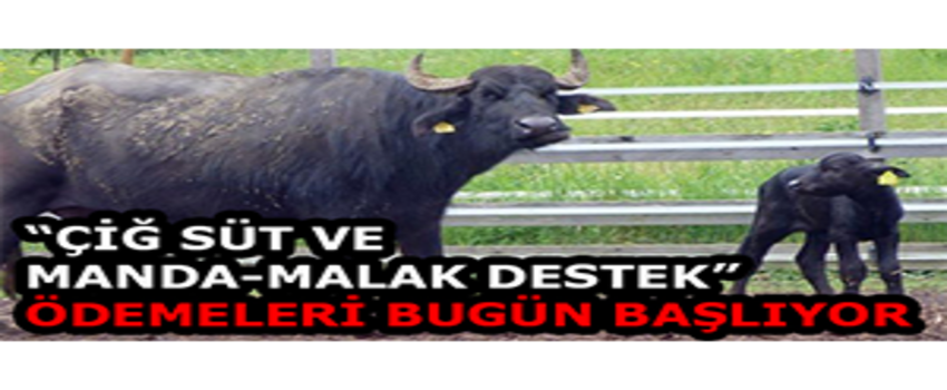 `Çiğ Süt ve Manda-Malak Destek` Ödemeleri Bugün Başlıyor