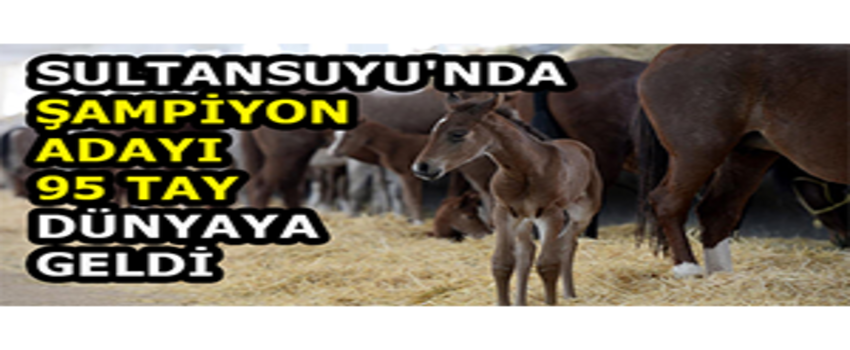 Sultansuyu`nda Şampiyon Adayı 95 Tay Dünyaya Geldi