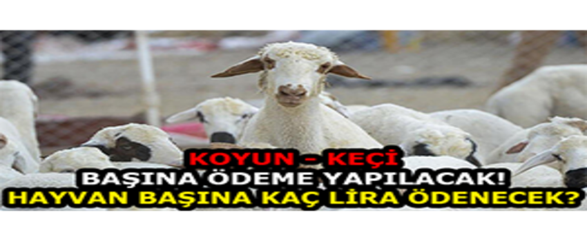 Koyun - Keçi Başına Ödeme Yapılacak! Hayvan Başına Kaç Lira Ödenecek?