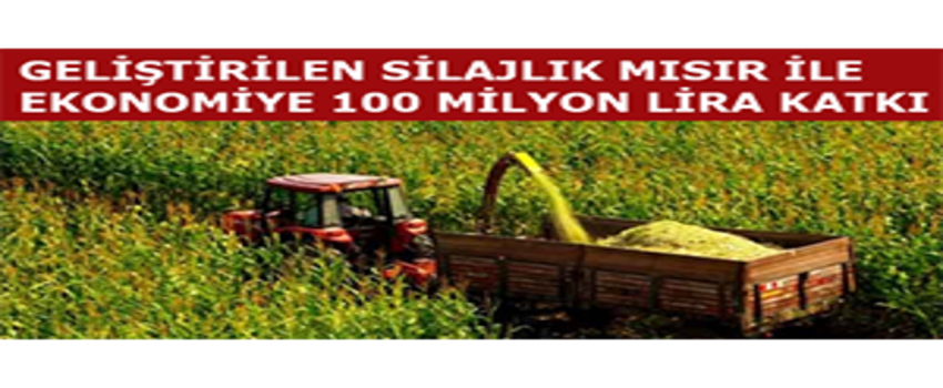 Geliştirilen Silajlık Mısır ile Ekonomiye 100 Milyon Lira Katkı