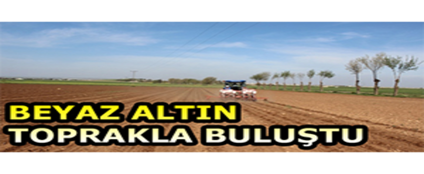 Beyaz Altın Toprakla Buluştu