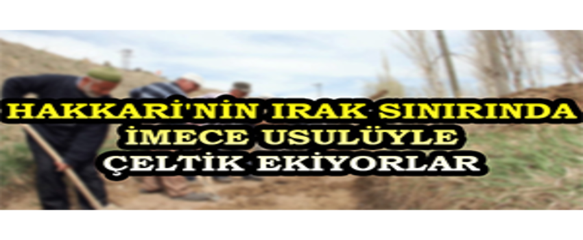 Hakkari`nin Irak Sınırında İmece Usulüyle Çeltik Ekiyorlar
