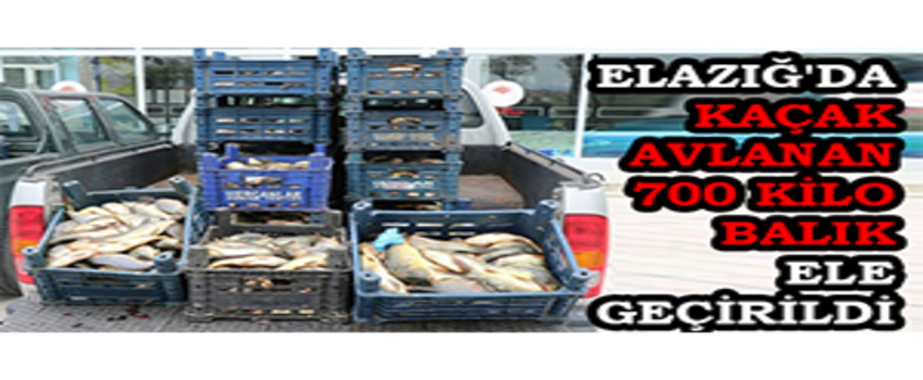 Elazığ`da Kaçak Avlanan 700 Kilo Balık Ele Geçirildi