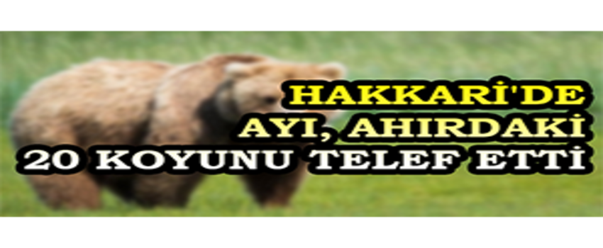 Hakkari`de Ayı, Ahırdaki 20 Koyunu Telef Etti