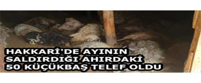 Hakkari`de Ayının Saldırdığı Ahırdaki 50 Küçükbaş Telef Oldu