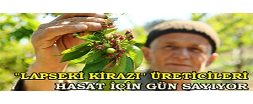 `Lapseki Kirazı` Üreticileri Hasat İçin Gün Sayıyor
