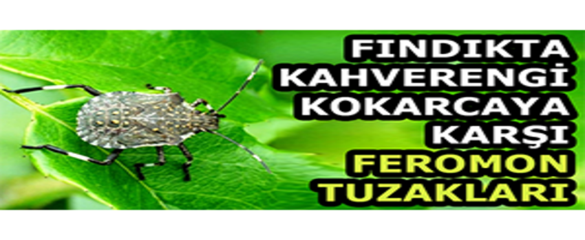 Fındıkta Kahverengi Kokarcaya Karşı Feromon Tuzakları