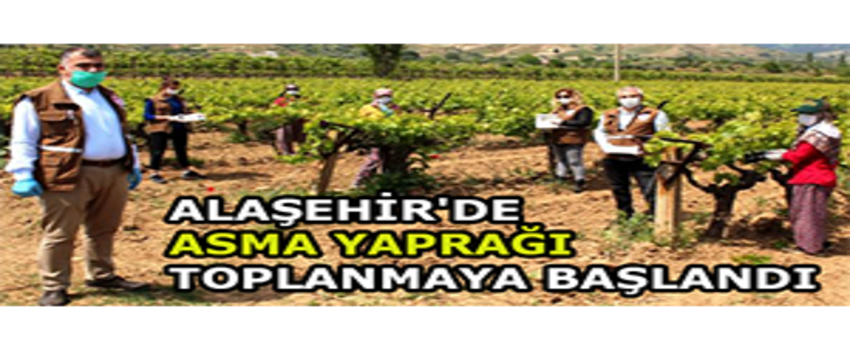 Alaşehir`de Asma Yaprağı Toplanmaya Başlandı