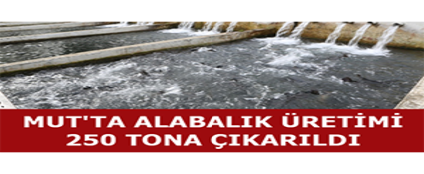 Mut`ta Alabalık Üretimi 250 Tona Çıkarıldı