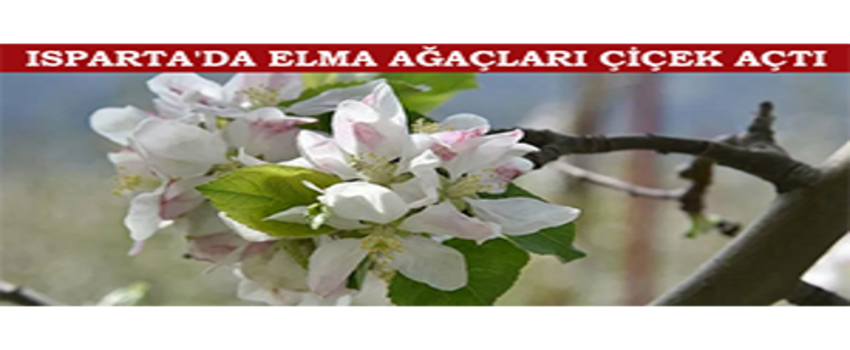 Isparta`da Elma Ağaçları Çiçek Açtı