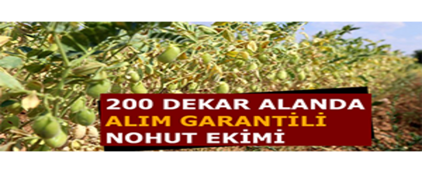 200 Dekar Alanda Alım Garantili Nohut Ekimi