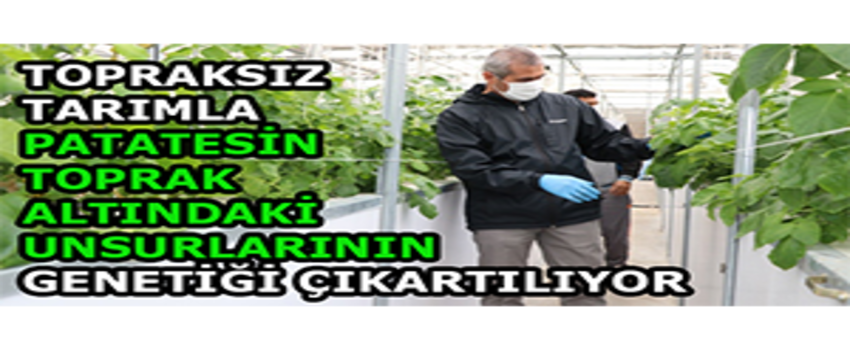 Topraksız Tarımla Patatesin Toprak Altındaki Unsurlarının Genetiği Çıkartılıyor