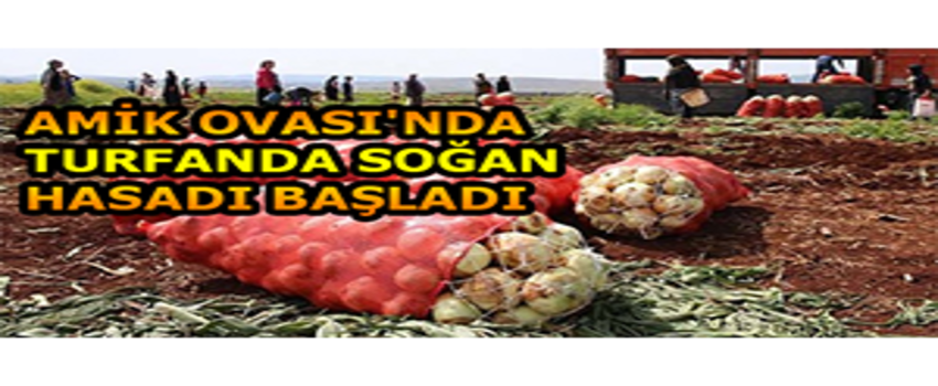 Amik Ovası`nda Turfanda Soğan Hasadı Başladı