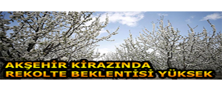 Akşehir Kirazında Rekolte Beklentisi Yüksek