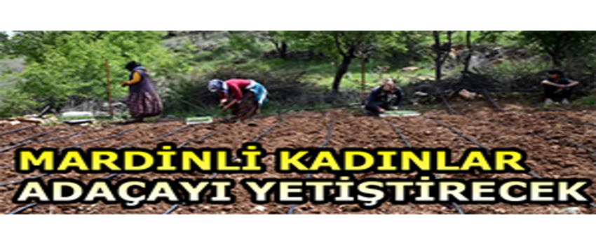 Mardinli Kadınlar Adaçayı Yetiştirecek