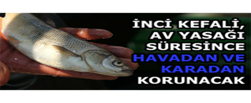 İnci Kefali, Av Yasağı Süresince Havadan ve Karadan Korunacak