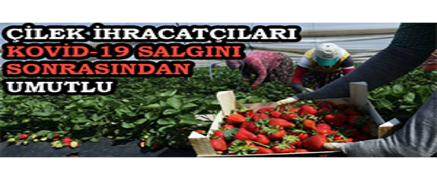 Çilek İhracatçıları Kovid-19 Salgını Sonrasından Umutlu