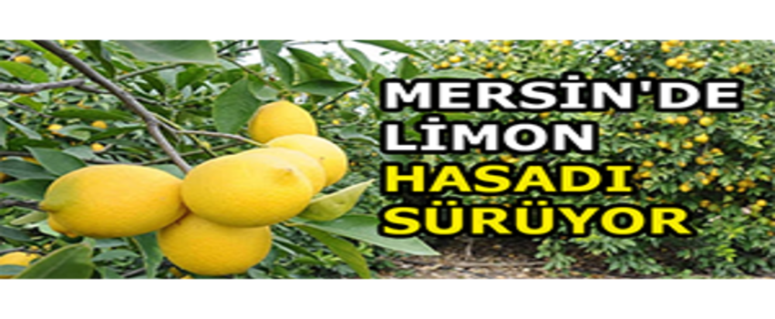 Mersin`de Limon Hasadı Sürüyor