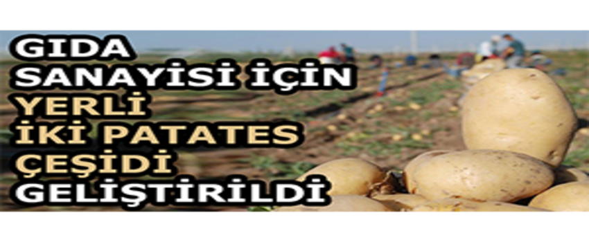 Gıda Sanayisi İçin Yerli İki Patates Çeşidi Geliştirildi